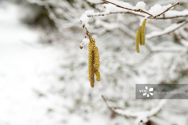 靠近挂在被雪覆盖的树枝上的柳絮图片素材