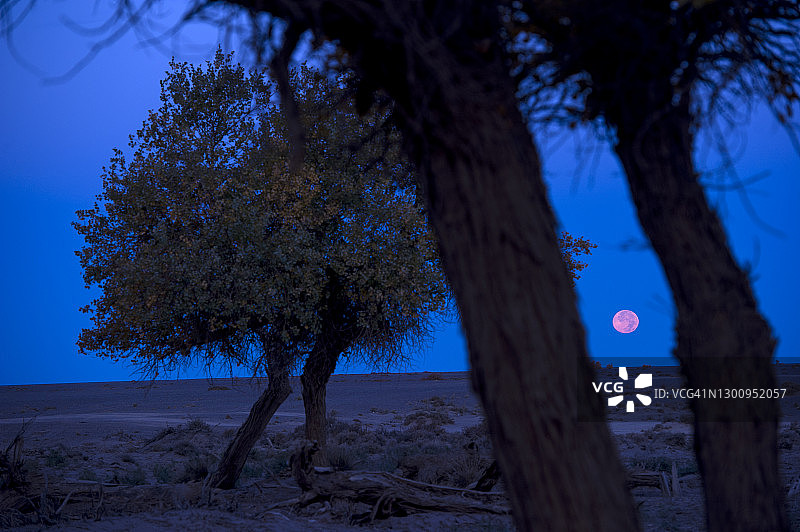 美丽的日落风景，月亮越过枯树在干燥的沙漠图片素材