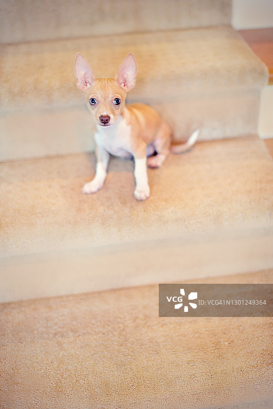 小吉娃娃小狗坐在铺着地毯的楼梯上图片素材
