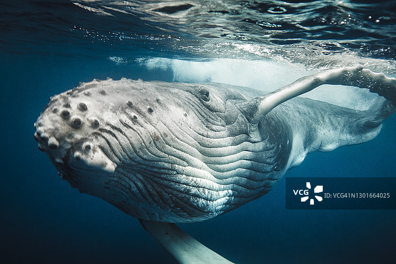 幼座头鲸幼鲸在清澈的蓝色海洋下游泳的近距离镜头图片素材