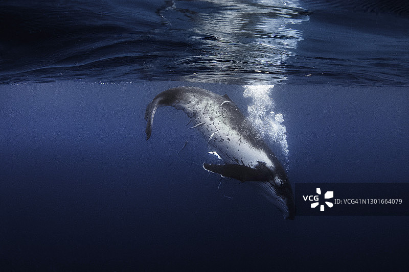 座头鲸幼崽游泳在清澈的蓝色海洋表面下吹泡泡图片素材