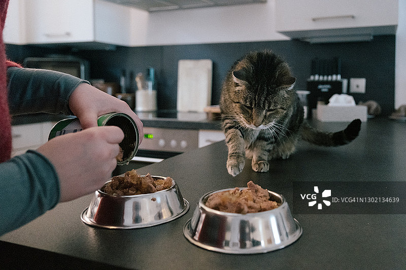 为一只饥饿的猫准备宠物食品图片素材
