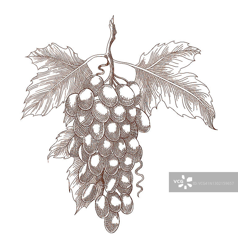 在白色背景的树枝上雕刻葡萄。酒的原料。单色插图葡萄束和叶子。矢量手绘草图图片素材
