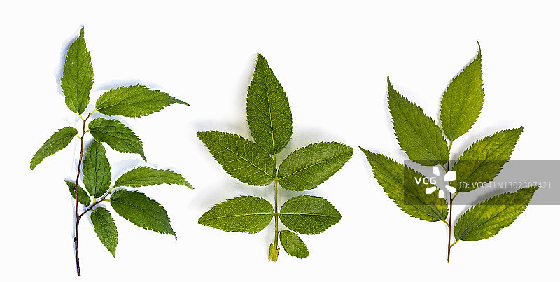 完整的画面，特写的树枝与绿色的叶子在一个白色的背景。图片素材