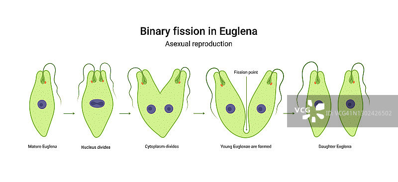 Euglena的二元裂变。向量教育插图。繁殖图片素材