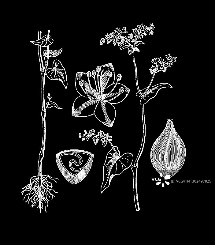 植物学、荞麦(蓼属)古老雕刻插图图片素材