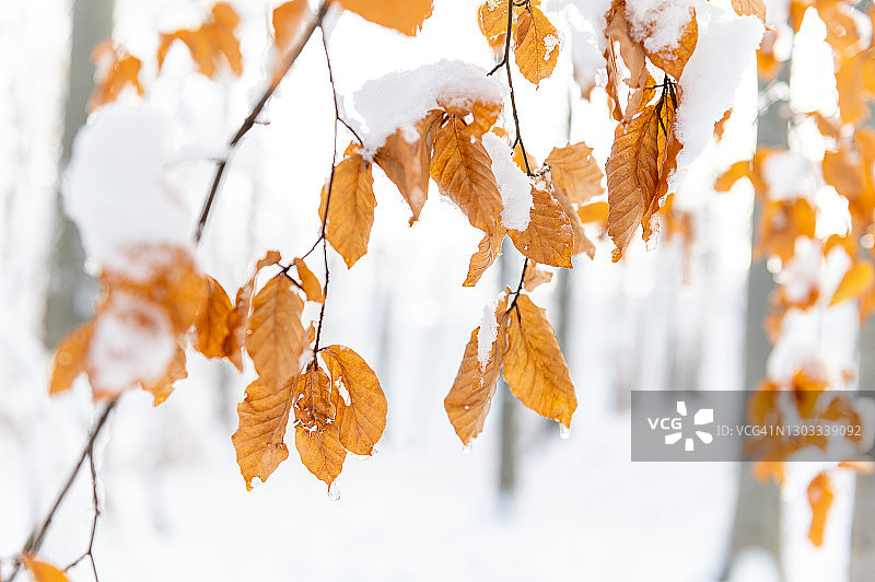 晚秋初冬暴风雪树与树叶和雪图片素材
