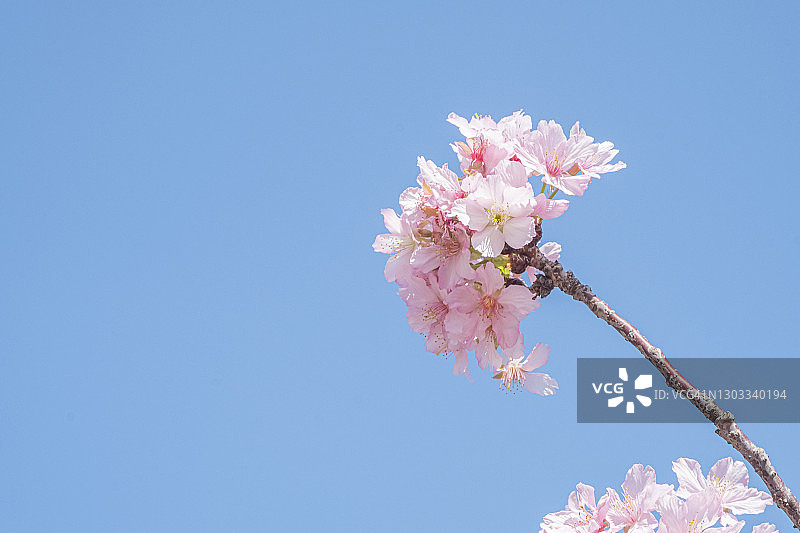 低角度的樱花对蓝色的天空图片素材
