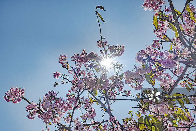 低角度的樱花对蓝天和阳光图片素材