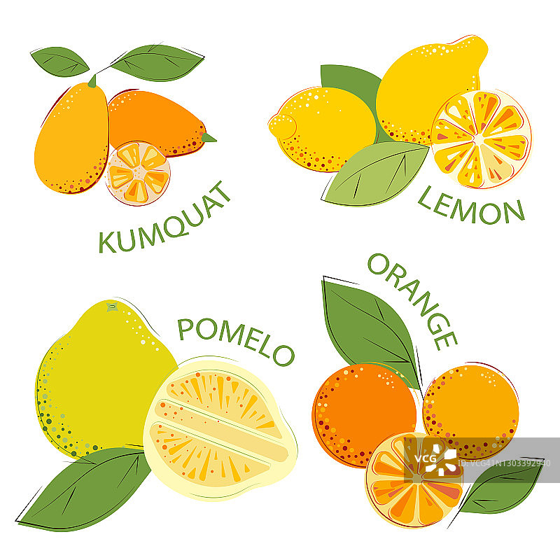 一套柑橘类水果。成熟果汁维生素水果:金桔，柚子，柠檬，橙子。图片素材