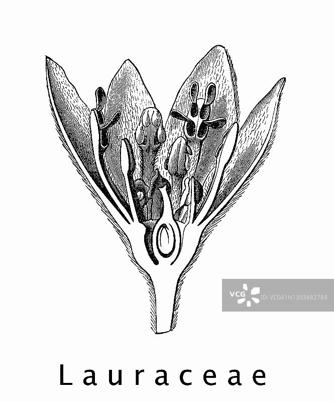 古老的月桂树雕刻插图，属樟科植物图片素材