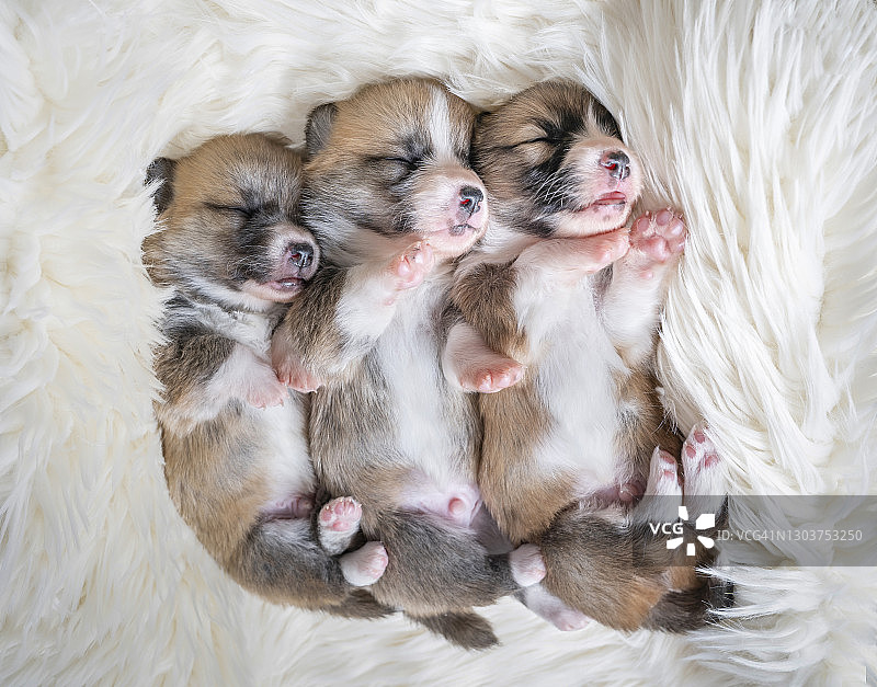 三个小狗睡觉图片素材