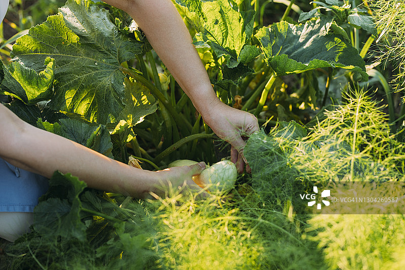可持续农业:匿名妇女在她的花园里摘西葫芦图片素材