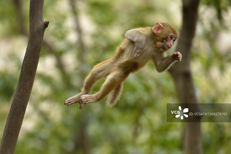 小猴子在树林里跳跃图片素材