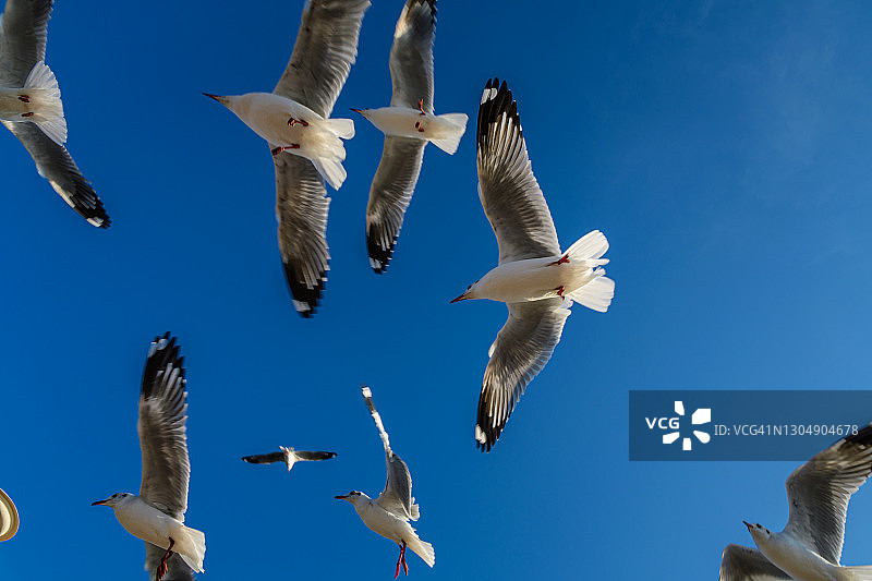 低角度的海鸥在天空中飞行图片素材