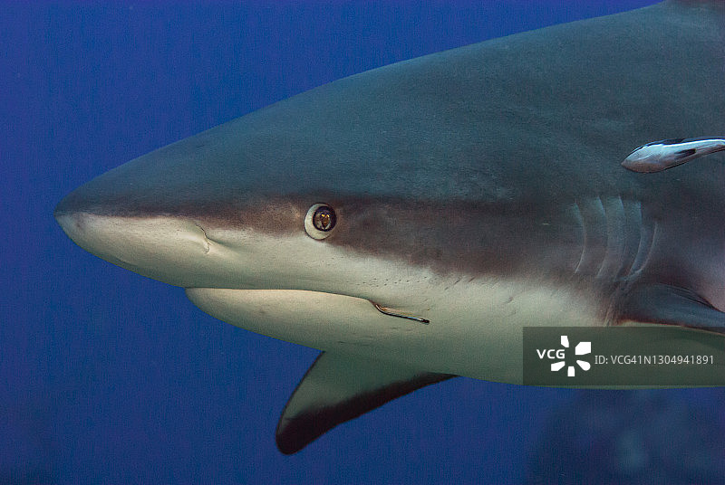 嘴里叼着鱼钩的加勒比海礁鲨。图片素材