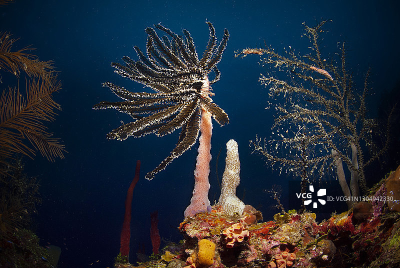 一种叫羽毛星的海百合科植物图片素材