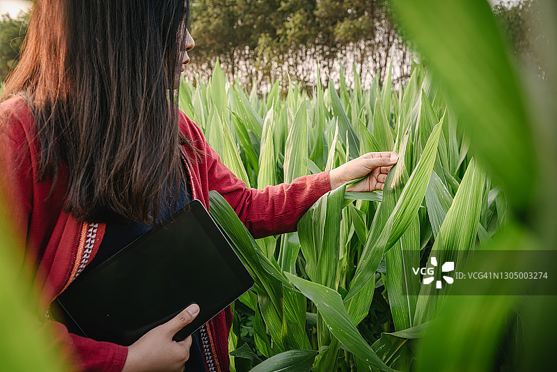 在玉米田观察植物疾病研究时，女农民用数字平板电脑的肖像。图片素材