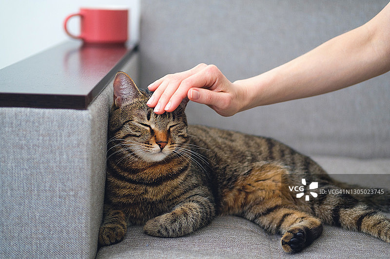 一只橙色鼻子的家灰色虎斑猫躺在沙发上。旁边放着一杯茶或咖啡。小女孩或女人用手抚摸小猫的头。图片素材
