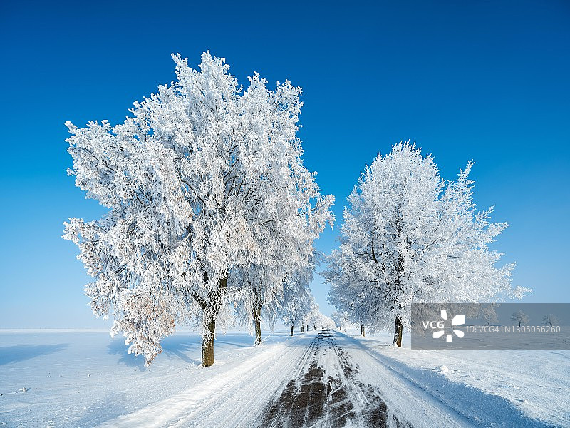 德国萨克森-安哈尔特Burgenlandkreis，穿过积雪的寒冷的冬季景观，树木白霜，蓝天图片素材