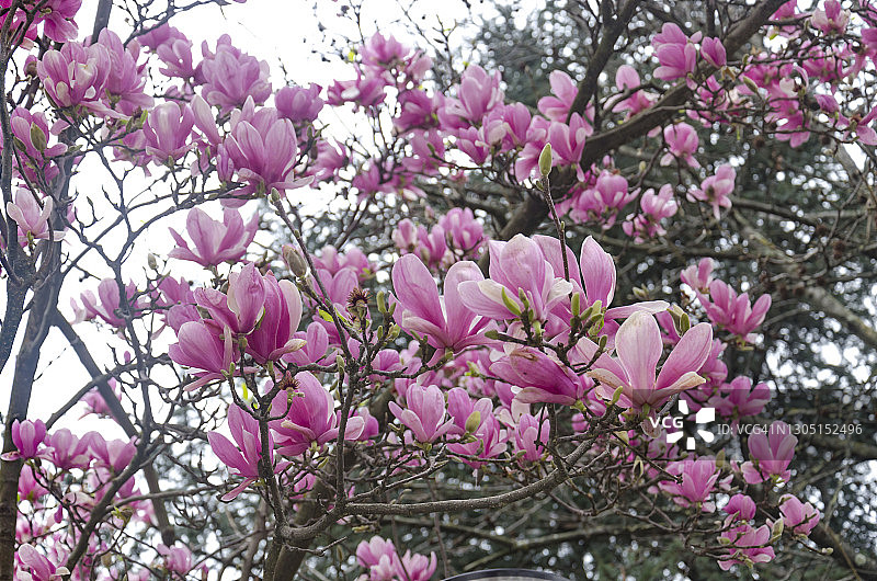 美丽的紫玉兰花在春天的木兰树上。图片素材