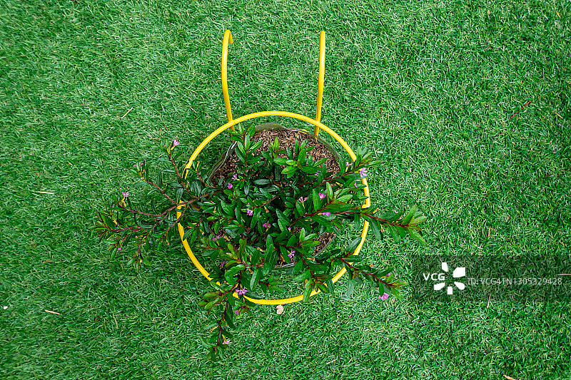 假，墨西哥，夏威夷石南或精灵草本(Cuphea hyssopifolia)，植物是在黄色的花盆在绿色的草背景图片素材
