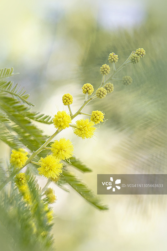 美丽的黄色花球像花球，春天的金合欢花蕾和含羞草灌木图片素材