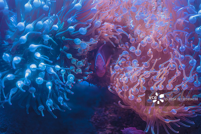 全帧拍摄的珊瑚和鱼在安达曼海，泰国，亚洲图片素材