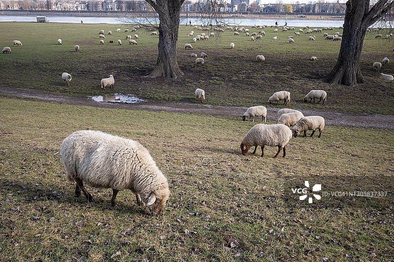 在德国Düsseldorf的城市景观背景下，一群绵羊在莱茵河河畔的大树树荫下的天然草地上放牧。图片素材