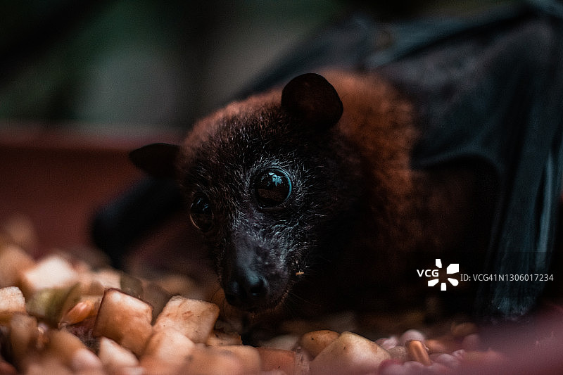 近距离的水果蝙蝠吃水果从一个盘子在白天图片素材
