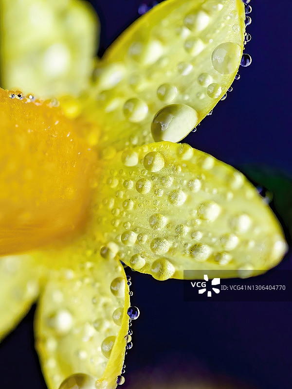 水仙花上的水滴图片素材