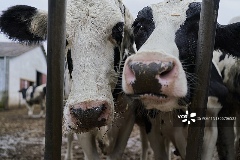农场围栏后面的奶牛。图片素材