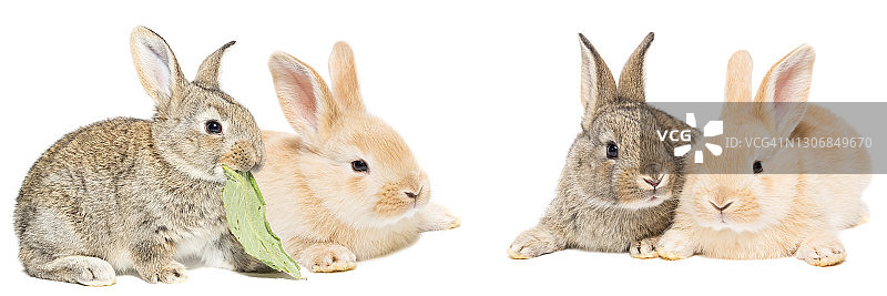 灰色和红色的兔子在白色的背景图片素材