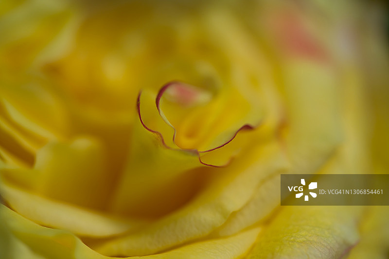 一个美丽的黄色玫瑰的特写图片素材