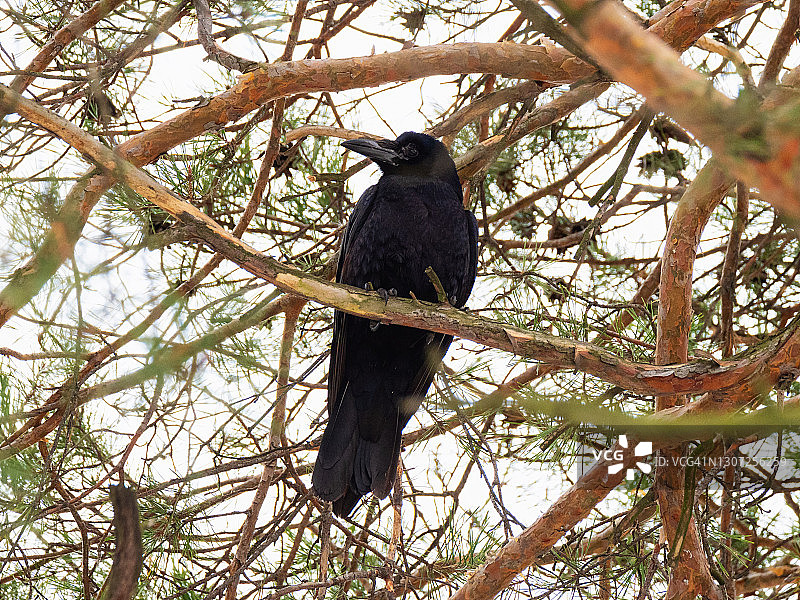 黑乌鸦栖息在树枝间图片素材