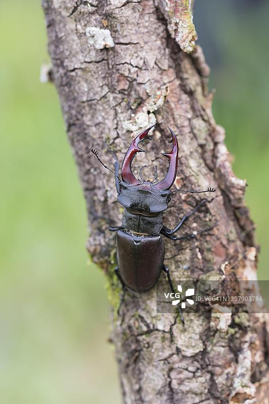 鹿甲虫，雄性，德国下萨克森州图片素材