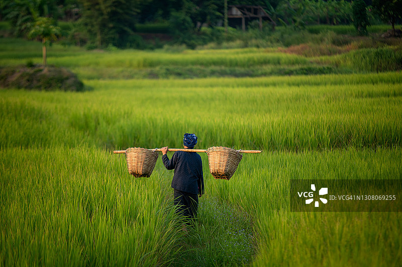 在稻田里工作的女农民图片素材