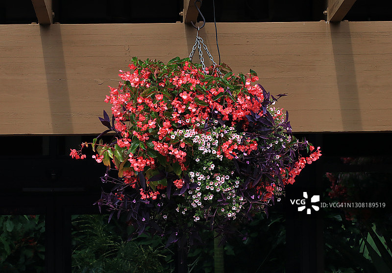 多色的开花植物在容器中悬挂在建筑外的结构图片素材