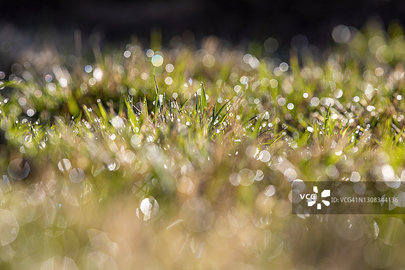 草坪上的春日晨霜图片素材