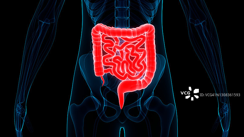 人体消化系统大肠和小肠解剖学图片素材