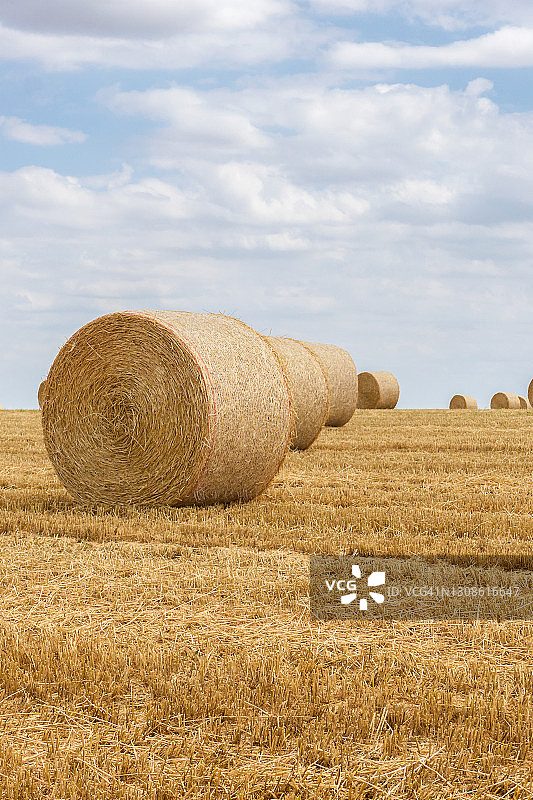 夏天的时候，稻草捆堆在田里图片素材