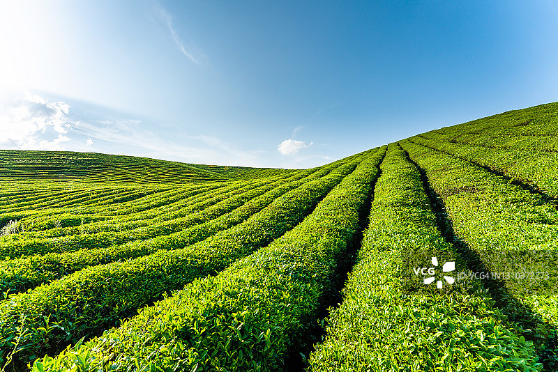 贵州省的绿茶植物园图片素材