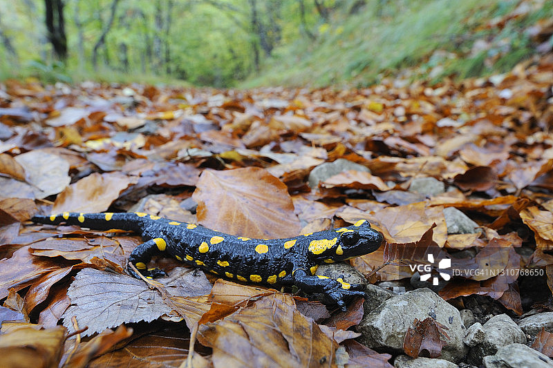 秋天落叶林中的火蜥蜴。图片素材