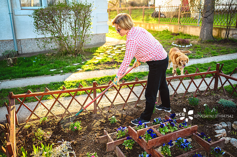 园丁和她的狗照顾她的植物在花园里图片素材