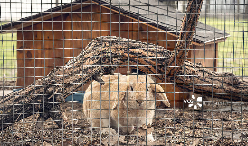 笼子里毛茸茸的姜兔子。兔毛的农场图片素材
