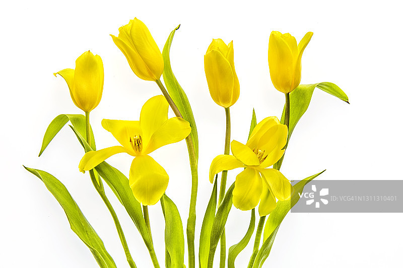 美丽的高调的春天的形象，黄色的郁金香，郁金香花在白色的背景图片素材