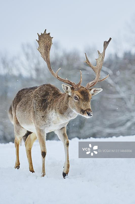 德国巴伐利亚雪地上的小鹿(Dama Dama)图片素材