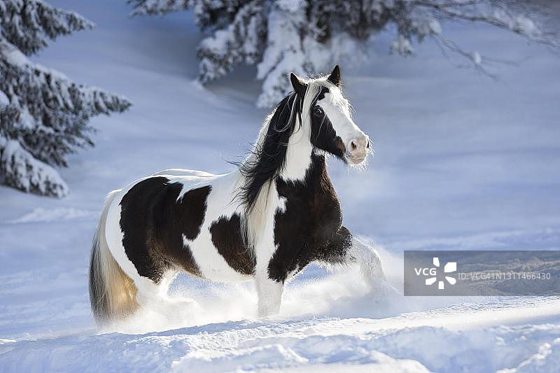 花衣匠母马在奥地利的深雪中奔跑图片素材