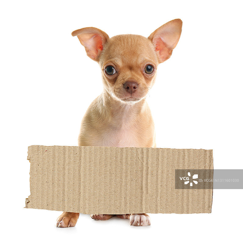可爱的小吉娃娃小狗和空白纸板上的白色背景。孤独的宠物图片素材
