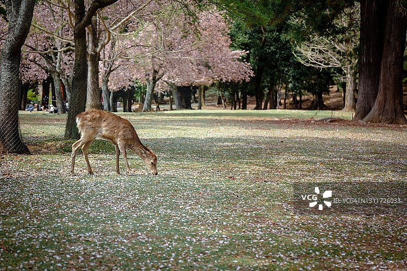 樱花季节，奈良公园里的鹿在吃草图片素材